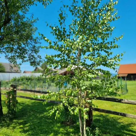 Počitniška hiša Pig Barn - Svinjaki